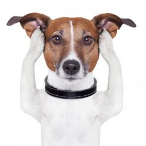 Sixième sens chez les chiens atteints de surdité
