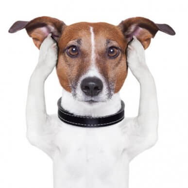 Sixième sens chez les chiens atteints de surdité