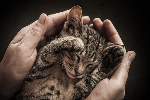 comment savoir si un chat est sourd ?