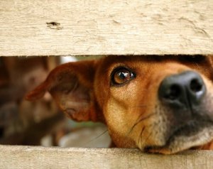 Comment redonner confiance aux animaux victimes de maltraitance