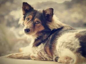 Libérez-vous de la solitude : adoptez un chien !