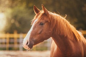 Le stress chez les chevaux