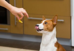 Des compléments alimentaires pour chiens