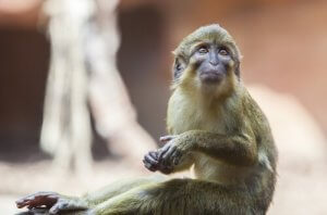 Le talapoin : caractéristiques, comportement et habitat