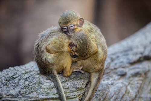 le talapoin