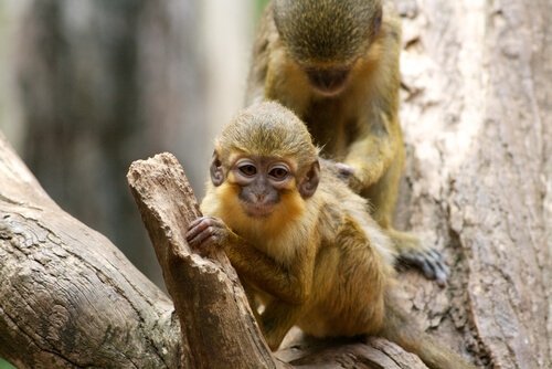 le talapoin