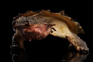 Caractéristiques et répartition de la tortue matamata