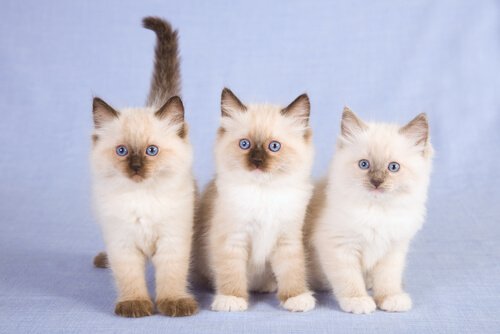 portée de ragdoll