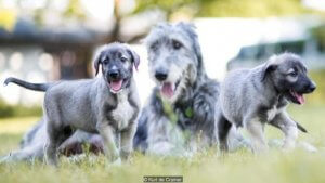 chiens vrais jumeaux