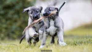 Partez à la rencontre des premiers chiens vrais jumeaux