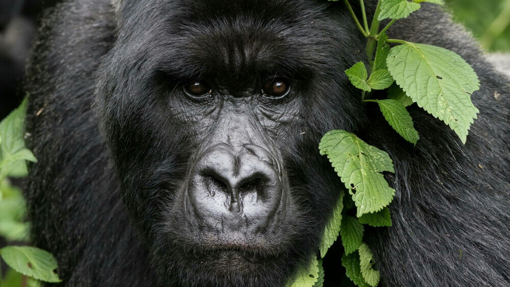 Les réactions des primates enregistrées par des caméras traps