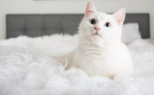 3 choses à savoir au moment d'adopter un chat