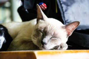 Adopter un vieux chat : 8 avantages
