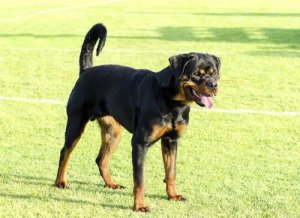 Est-ce la race qui détermine l'agressivité du chien ?