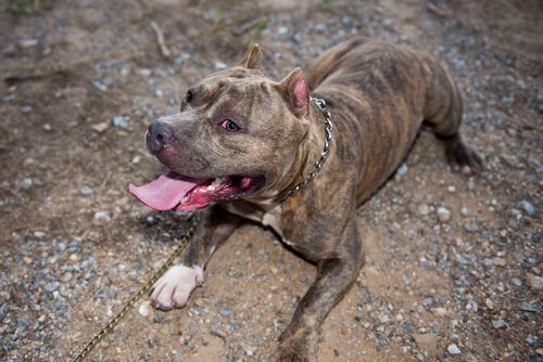 l'agressivité n'est pas liée à la race