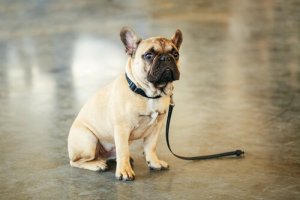 Retrouver un animal domestique perdu : quelques conseils