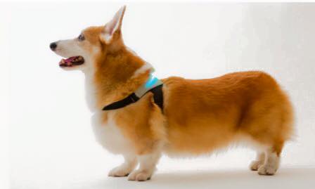 Un chien qui porte un collier Inupathy