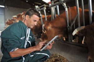Application d'antiparasitaires sur le bétail