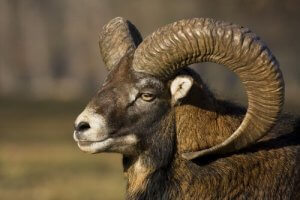 Caractéristiques de l'Argali