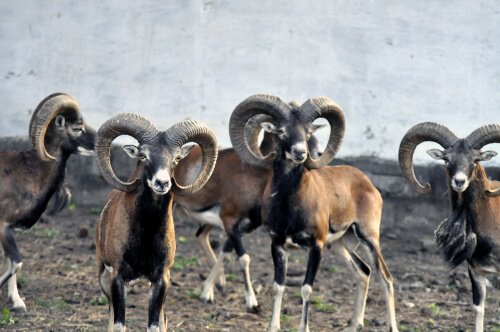 L'Argali de Marco Polo