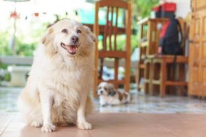 7 signes que votre chien souffre d'arthrite