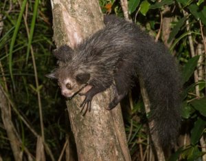 Connaissez-vous le aye-aye ?