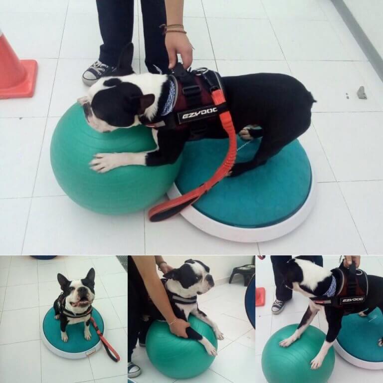 Body Dog