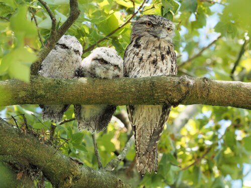 le camouflage du podarge gris