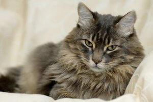 vieux chat