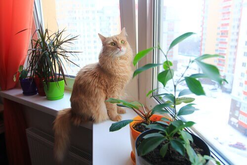 effet de la musique sur les chats