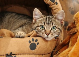Comment apprendre à un chat à dormir dans son lit ?