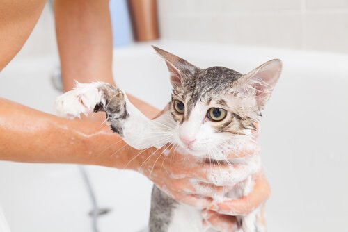chat dans son bain