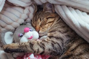Les phases du sommeil des chats