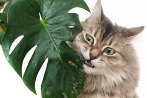 Quelles sont les plantes les plus toxiques pour les animaux de compagnie ?