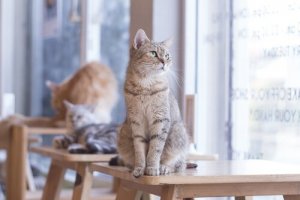 Les chats sont bons pour notre santé cardiaque
