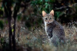 Curiosités sur les chats dans l'Egypte Ancienne