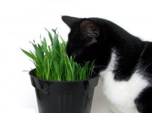 maintenir votre chat en sécurité en l'éloignant des plantes toxiques pour lui