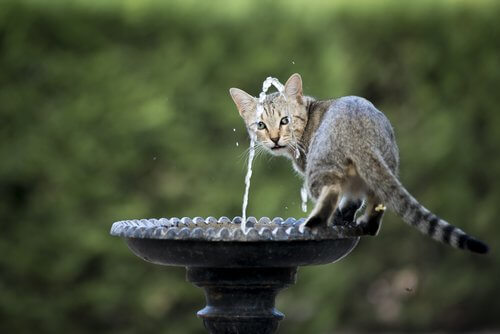 les chats et la gravité