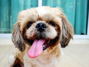 Votre chien peut se rappeler de choses que vous avez réalisées