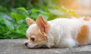 animal domestique perdu