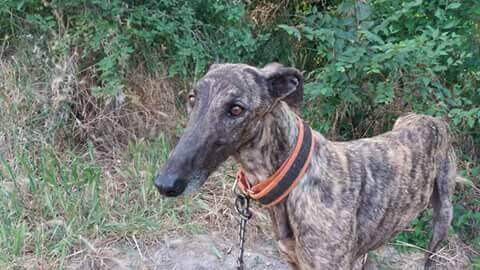 thérapies pour les chiens maltraités