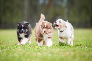 Que faire pour calmer un chien qui aboie ?