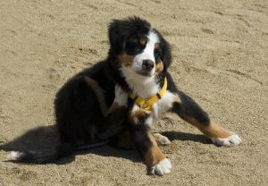 Précautions indispensables pour les chiens allergiques aux puces