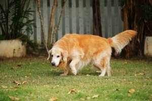 Comment savoir que votre chien souffre d'arthrite