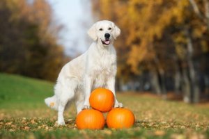 Les bienfaits de la citrouille chez les chiens