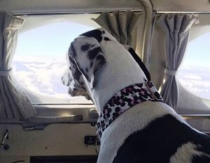 chien sauvé par Wings of Rescue