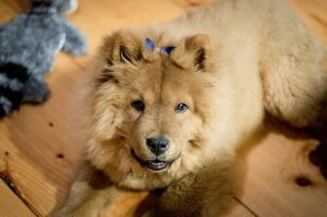 chien Chow-chow