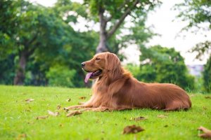 Comment prendre soin d'un chien de grande taille