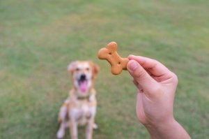 rendre votre chien heureux avec sa friandise préférée