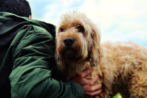 Les secrets sur l'amitié entre le chien et l'Homme